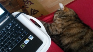 Cat sleeping and laptop~1~29th Nov 2013